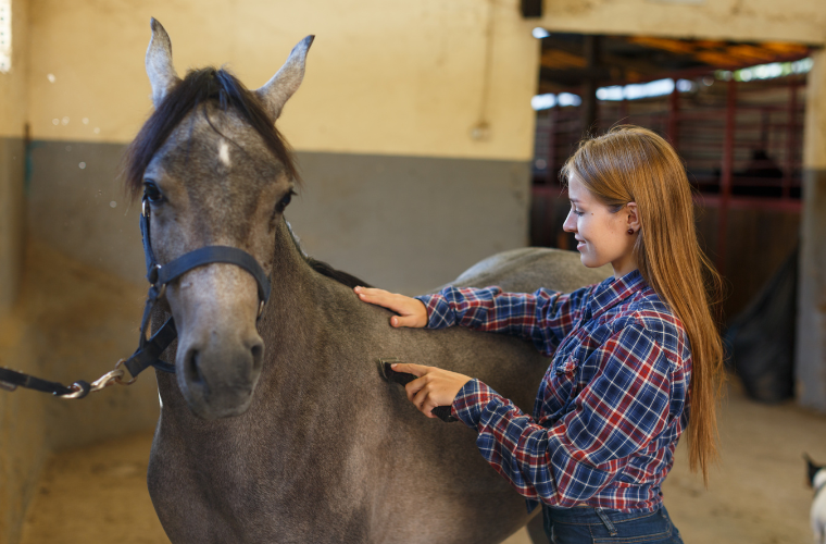 tonte mue cheval